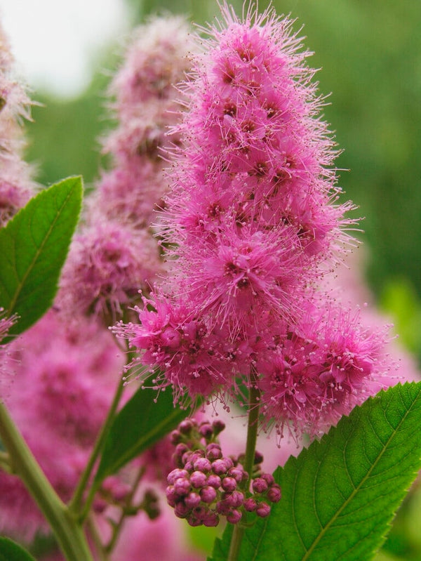 Spiraea Japonica