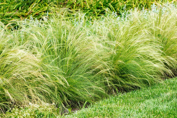 Stipa Tenuissima 2L