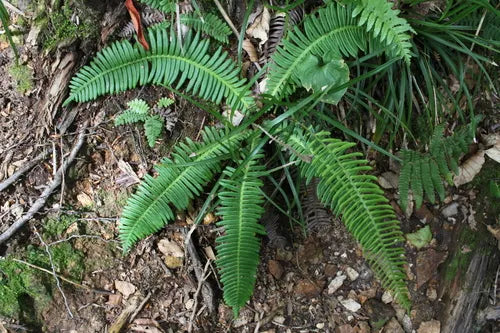 Struthiopetris Castsnea 2L
