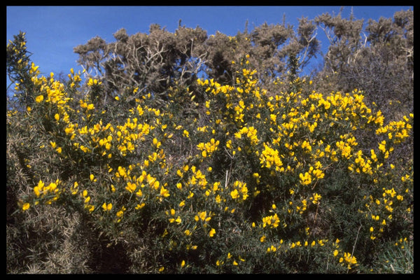 Ulex Europaeus 2L