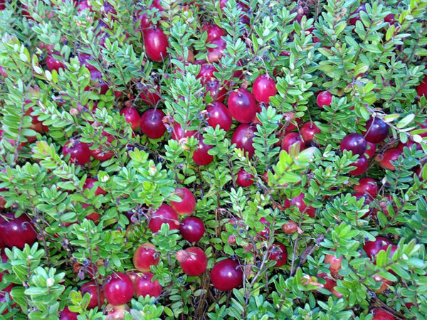 Vaccinium Pilgrim