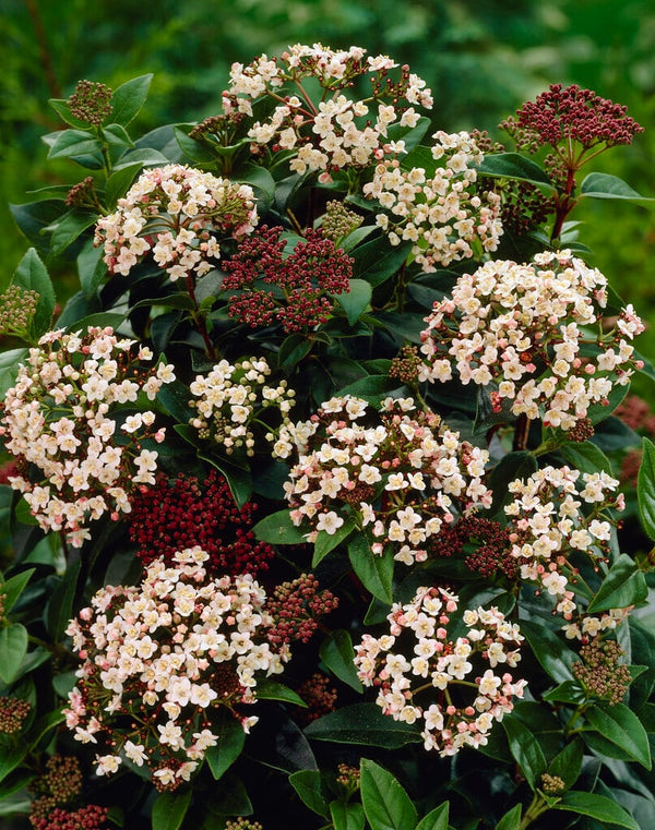 Viburnum Eve Prince 2L