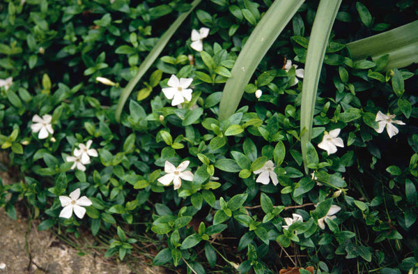 Vinca Alba 1L
