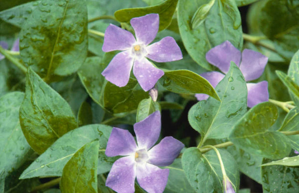 Vinca Major