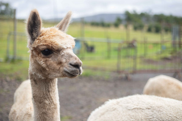 Alpaca Trekking Gift Voucher
